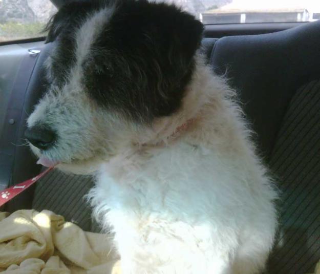 Estaba tan cansado que se acostó en el arcén de la carretera....MUY URGENTE es abuelito y
