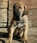 Fila brasileiro cachorro hembra pasaporte y todas las vacunas - mejor precio | unprecio.es