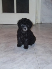 hermosa caniche toy negra 280 euros!! - mejor precio | unprecio.es