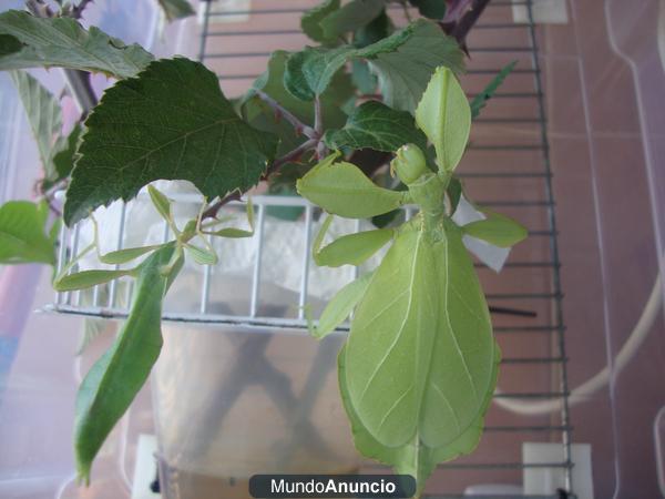 HUEVOS DE INSECTO HOJA