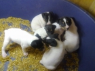 Preciosos cachorros de bodeguero andaluz - mejor precio | unprecio.es