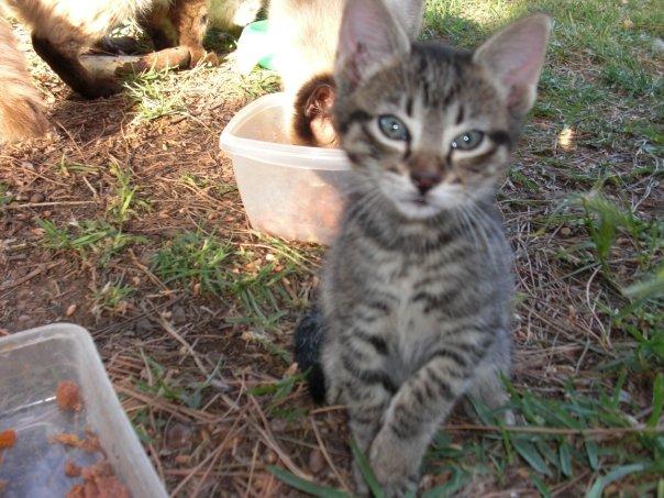 regalo 2 gatitos pequeños necesitan casita