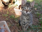 regalo 2 gatitos pequeños necesitan casita - mejor precio | unprecio.es