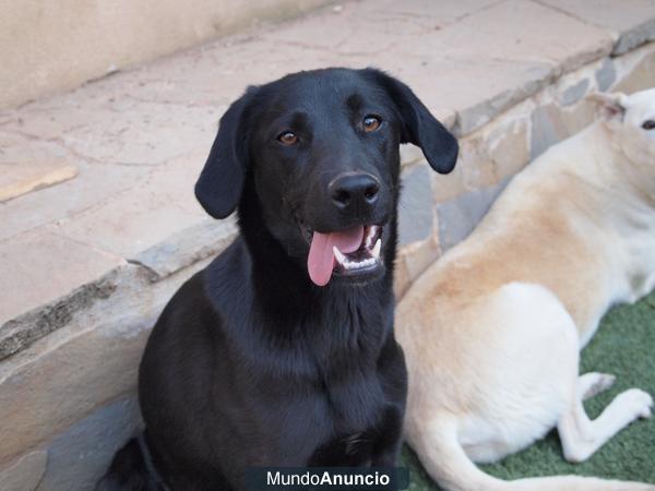 Regalo preciosa perrita mestiza de labrador 1 año