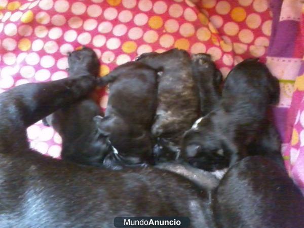 se venden preciosos bulldog frances