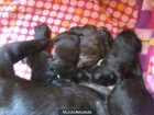 se venden preciosos bulldog frances - mejor precio | unprecio.es