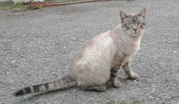 SIAM URGENTE PARA ADOPTAR‏