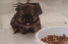 vendo preciosos pomeranias pequeñitos - mejor precio | unprecio.es