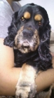 Se da en adopción Cocker Americano - mejor precio | unprecio.es