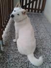 Akita americano - mejor precio | unprecio.es
