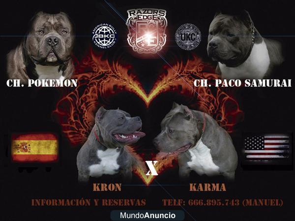 AMERICAN  BULLY