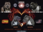 AMERICAN  BULLY - mejor precio | unprecio.es