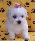 BICHON MALTES TOY 665 - mejor precio | unprecio.es