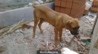 Cachorro BANDOG - mejor precio | unprecio.es