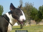 Cachorros de Bull Terrier excelente pedigree - mejor precio | unprecio.es