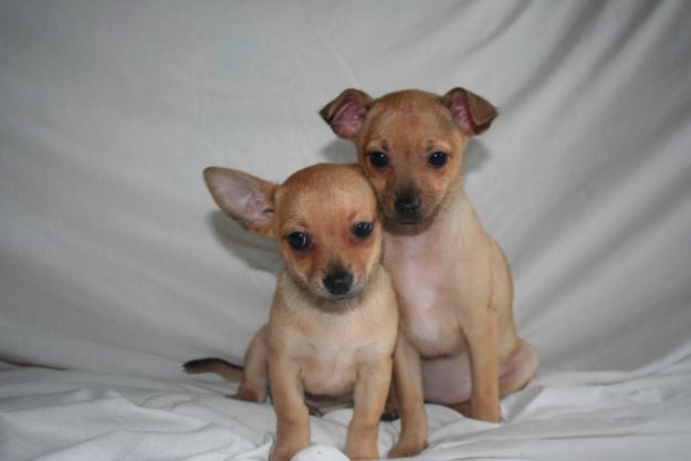 Cachorros de chihuahua.