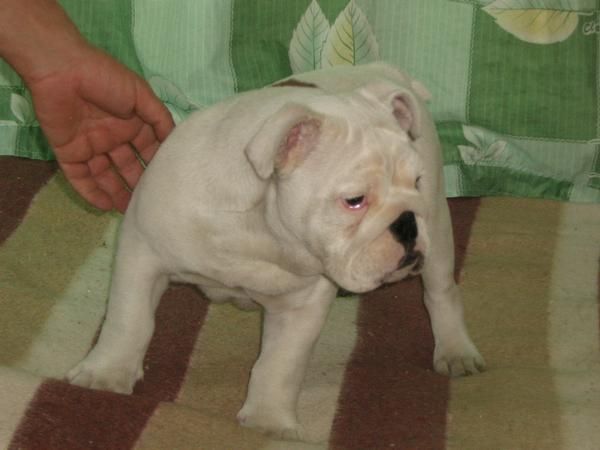 cachorros de pura raza,bulldog ingles.