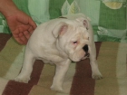 cachorros de pura raza,bulldog ingles. - mejor precio | unprecio.es