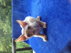 Gatito devon rex pedigree - mejor precio | unprecio.es