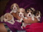 regalo:Vendo hermosos cachorros Beagle bicolor y tricolor - mejor precio | unprecio.es