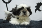 Shih-Tzu para tu hogar Cariñosos y Adorables Cachorros - mejor precio | unprecio.es