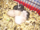 vendo 4 hasters comunes de 4 semanas - mejor precio | unprecio.es