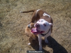Vendo cachorra pirbull!! - mejor precio | unprecio.es