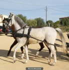 CAMBIO/VENDO CABALLO HISPANO-ÁRABE - mejor precio | unprecio.es