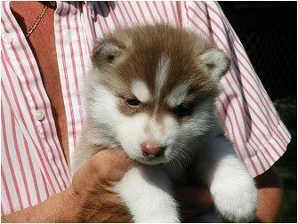 Autenticos cachorros huskys