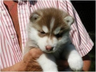 Autenticos cachorros huskys - mejor precio | unprecio.es