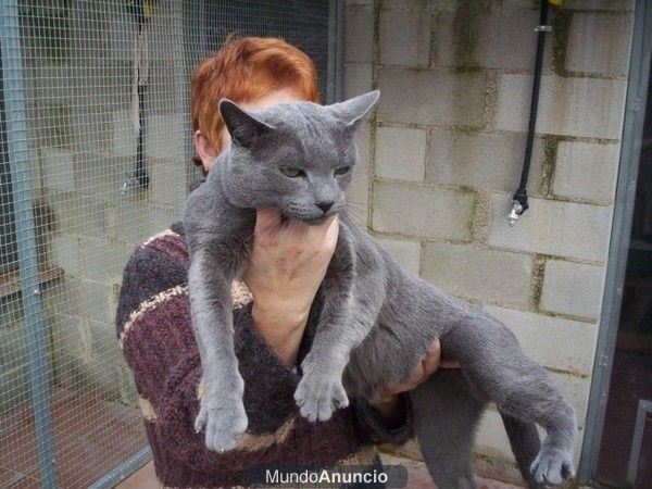 AZUL RUSO,cachorros