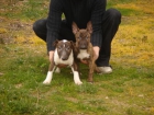Cachorros de Bull terrier - mejor precio | unprecio.es