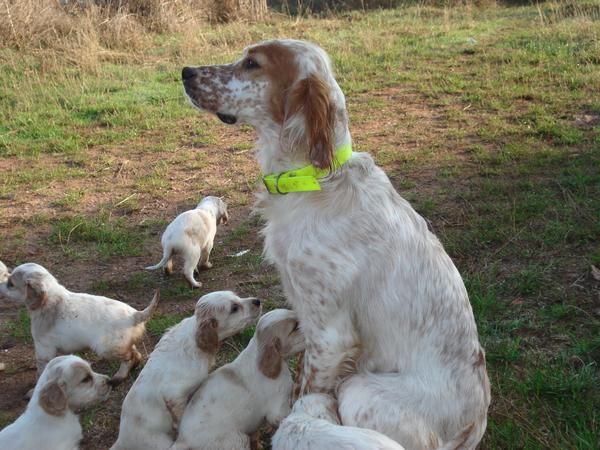 camada de setter