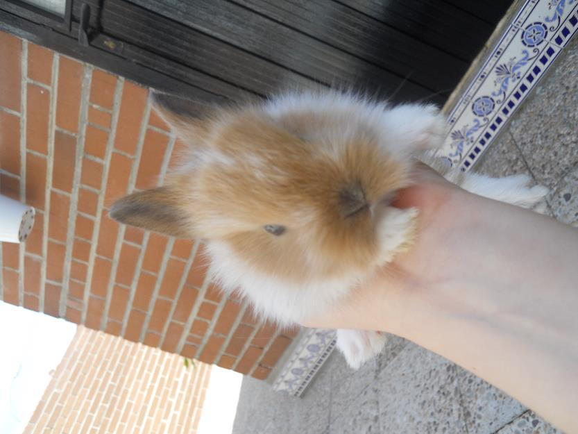 conejos