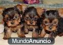 Hembra adulta Yorkshire terrier cachorro con excelente pedigree  100   euro.