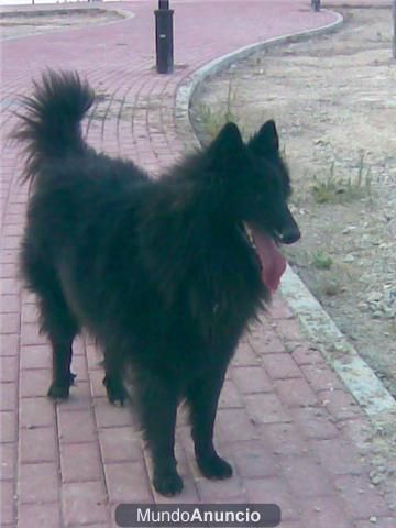 pastor belga en adopción