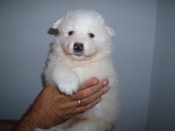 Preciosas cachorritas de Samoyedo con pedigree, economicas