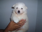 Preciosas cachorritas de Samoyedo con pedigree, economicas - mejor precio | unprecio.es