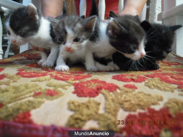 regalamos gatitos