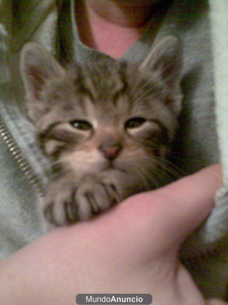 regalo gatito