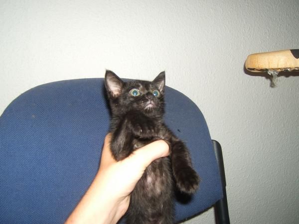 regalo gatito