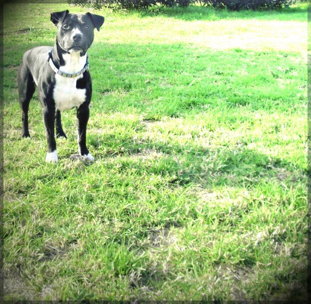 Se ofrece macho para monta american staffordshire terrier.
