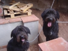 se regalan cachorros - mejor precio | unprecio.es