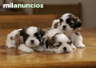 shih tzu - mejor precio | unprecio.es