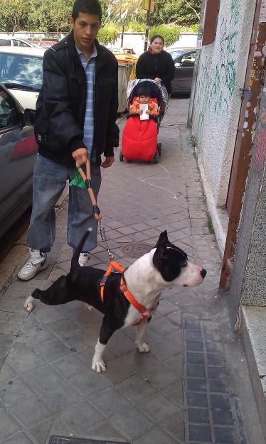 venta pitbull