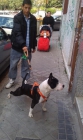 venta pitbull - mejor precio | unprecio.es
