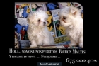 2 Cachorros de bichon maltes. - mejor precio | unprecio.es