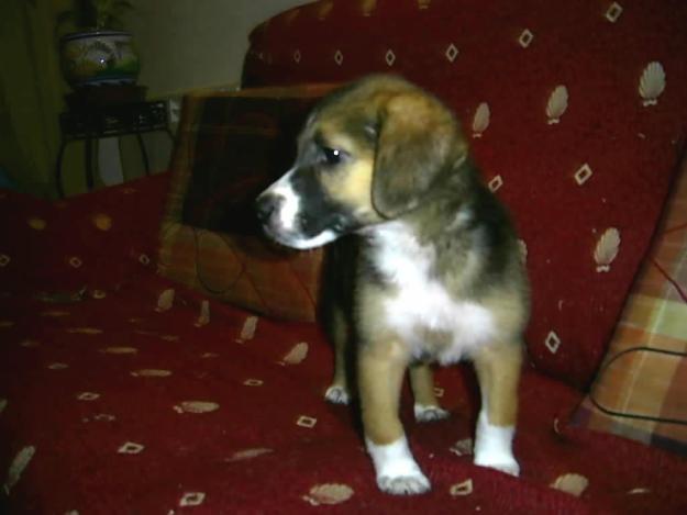 BUGUI CACHORRO 2 MESES CRUCE BEAGLE EN ADOPCIÓN