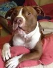 Busco amo que quiera adoptarme - mejor precio | unprecio.es