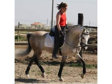 CABALLO ENTERO HIJO DE 